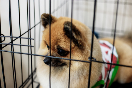 Dog in cage at the pet shop with background.