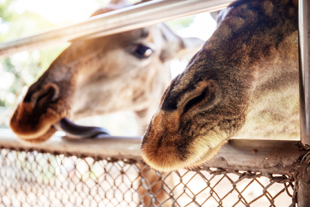 Giraffe in a zoo with sunlight at a daytime.の写真素材