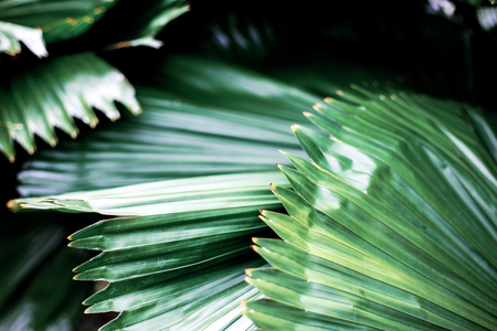 Palm leaves in garden with texture background.