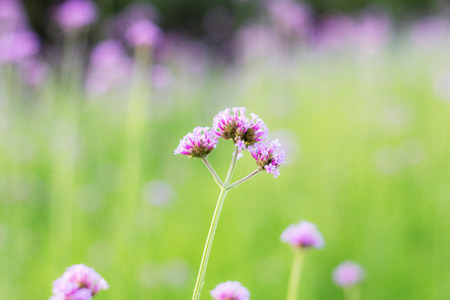 Verbena in winter with the sunrise on field.