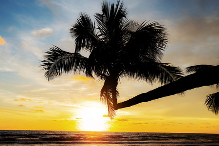 Coconut tree at sea with the sunset on sky.の写真素材