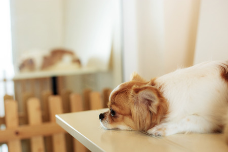 Dog of cute at home on desk at a wall.の写真素材