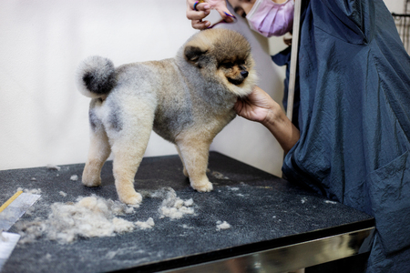 Woman are cutting a dog in pet shop.の写真素材