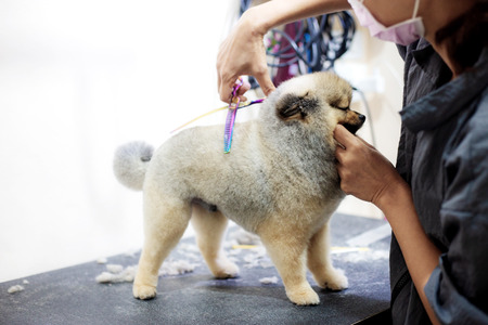Woman are cloning dogs and cleaning on table.の写真素材