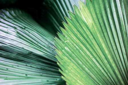 Leaves of palm at sunlight with texture background.
