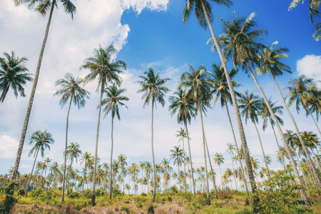 Palm tree in farm on beach with the blue sky.の写真素材