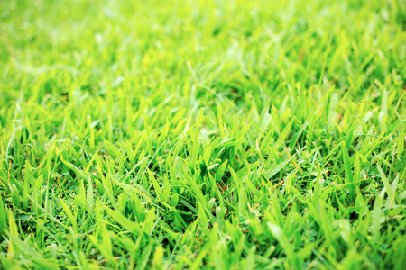 Green grass of lawn with sunrise in the garden.の写真素材