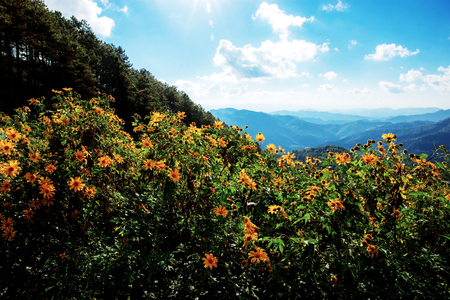 Bua tong flower on mountain with beautiful at the sky.の写真素材