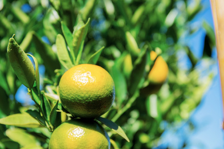 Orange on tree with sunlight at the sky in farm.の写真素材