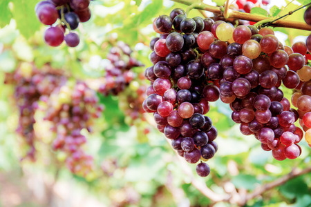 Red grapes on tree in vineyard at the sunlight with background.の写真素材