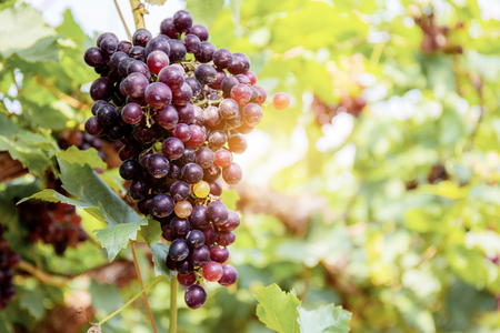 Red grapes on tree in the vineyard at sunlight.の写真素材