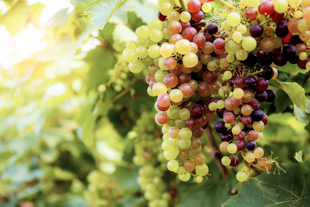 Ripe grapes on tree in the vineyard at sunlight.の写真素材