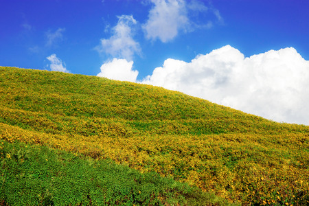 Bua tong flower on hill with the beautiful at sky.の写真素材