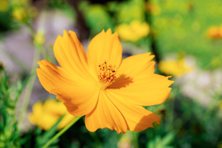 Cosmos with beautiful in garden at sunlight.の写真素材