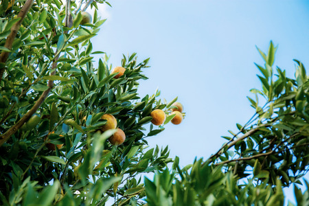 Orange tree with the blue sky in farm.の写真素材