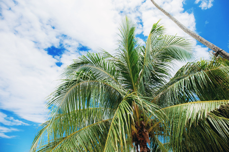 Palm leaves at sky in summer with the ssunlight.の写真素材