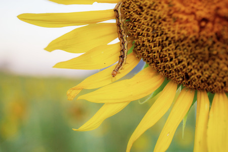 Sunflower closeup and worm with the natural at sky.の写真素材