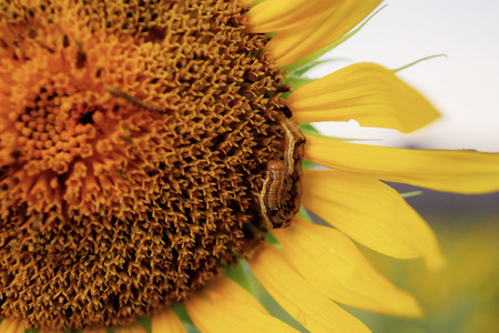 Sunflower closeup and worm with the texture background.の写真素材