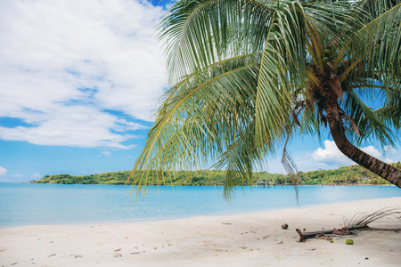 Coconut tree on beach with the sky in summer.