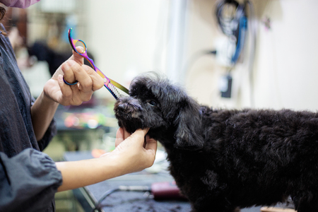 Woman are cutting hair a dog in pet shop.の写真素材