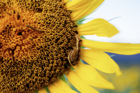 Sunflower and worm with texture at the sky.の写真素材