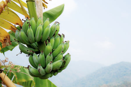 Banana on tree and dries leaves with the sky.の写真素材