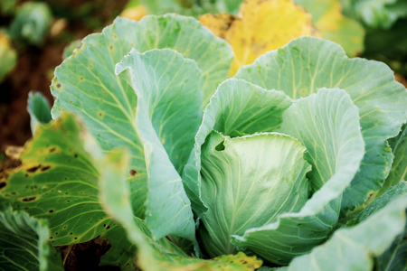 Cabbage are growing in farm with the sunrise.の写真素材