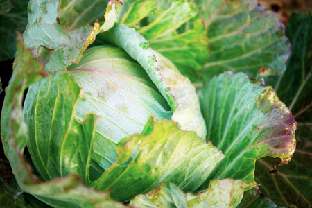 Cabbage in farm with texture background.の写真素材