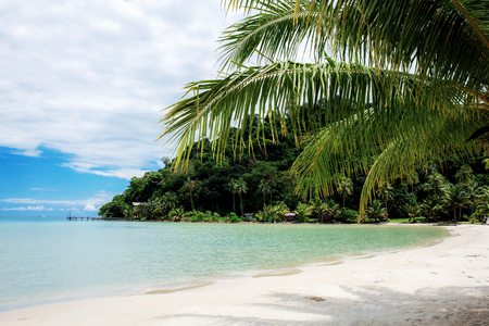 Coconut tree on beach with the sunlight in summer.の写真素材