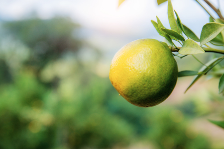 Orange on tree at sunlight with natural background.の写真素材