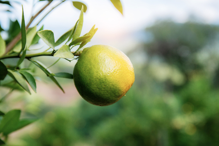 Orange on tree with the sunlight in farm.の写真素材