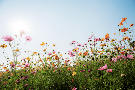 Cosmos on field with the beautiful at sky.の写真素材