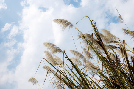 Flower of grass in field at sunlight with the sky.の写真素材