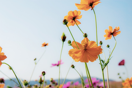 Orange cosmos in park with the sky background.の写真素材