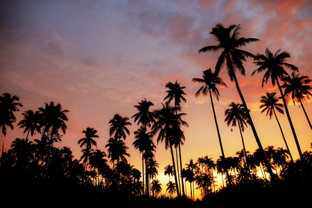 Palm tree with silhouettethe at the colorful of sky in evening.の写真素材