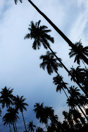Palm tree with silhouettethe at sky in summer.の写真素材