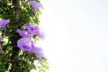 Purple flower on fence at the sunlight with a white background.の写真素材