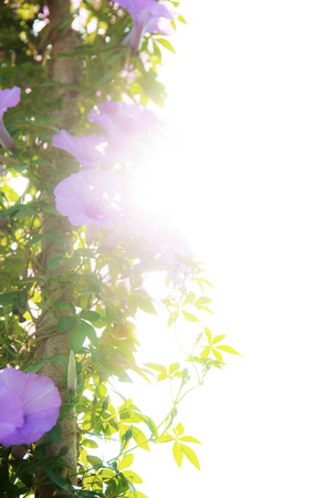 Purple flower on fence with the sunlight at sky.の写真素材