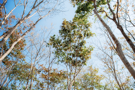 Tree in forest at the sunlight with sky background.の写真素材