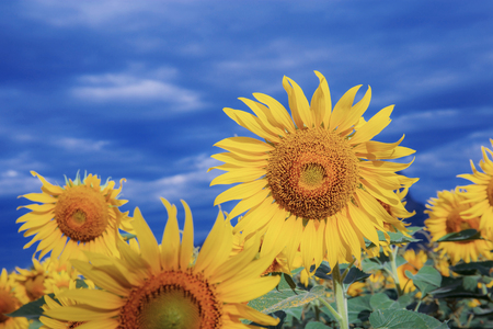 Sunflower on field with blue sky in winter.の写真素材