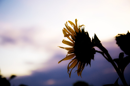 Sunflower with the sunset at colorful of sky.の写真素材