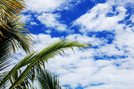 Palm leaves at sky with the sunlight in summer.の写真素材