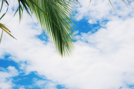 Palm leaves on blue sky with the sunlight.の写真素材
