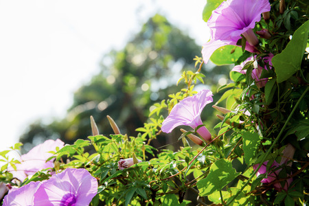 Purple flower on fence in park at the sky.の写真素材