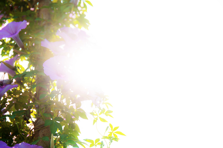 Purple flower with the sunlight in park at sky.の写真素材
