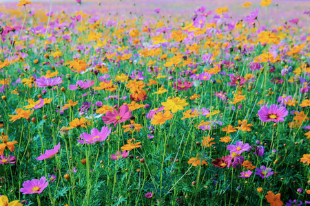 Cosmos with the colorful on field.の写真素材