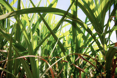 Leaves of sugarcane with texture at the sunlight.の写真素材