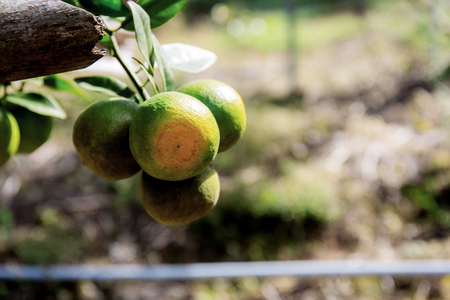 Orange on tree in farm with the natural background.の写真素材