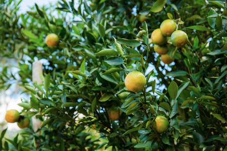 Orange on tree in farm with the sky.の写真素材