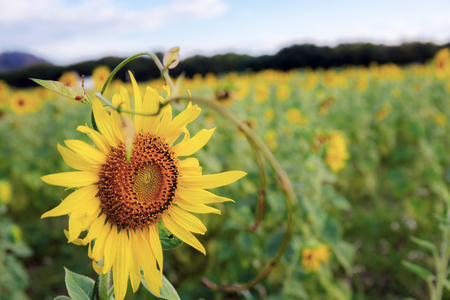 Sunflower in field at countryside.の写真素材